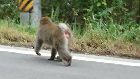 村田町山間部にサルが！